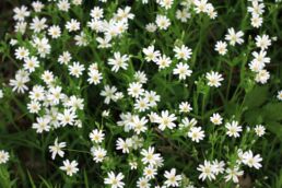 Sternmiere Stellaria