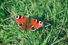 Tagpfauenauge Schmetterling