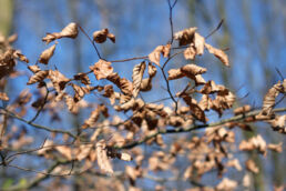 Trockene Blätter Herbst