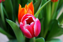 Tulpen Blüte