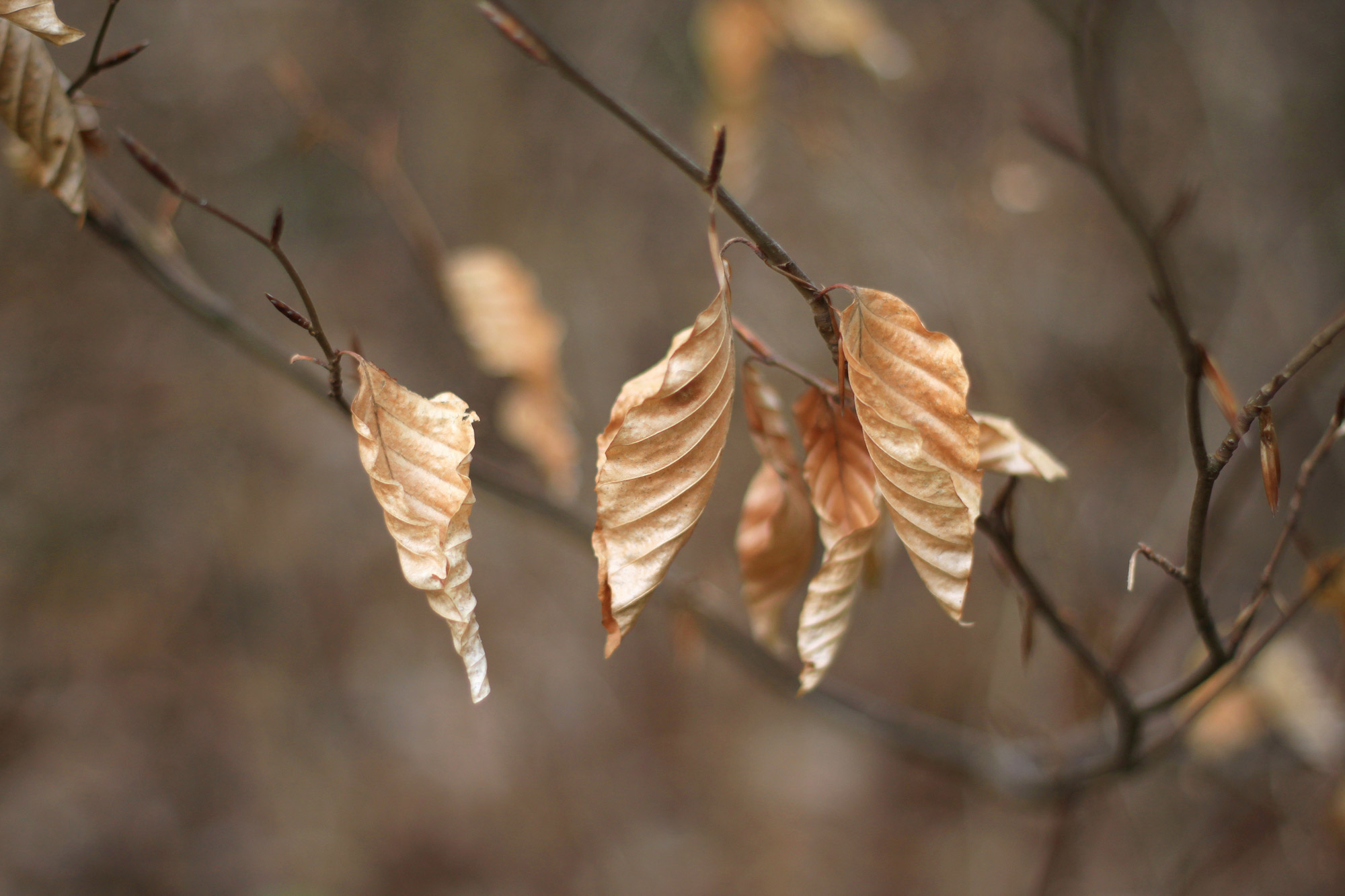 Dry Leaves Fall