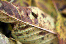 Vertrocknetes Blatt