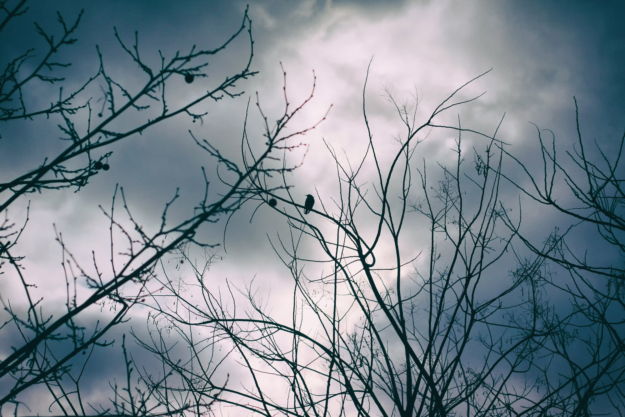 Vögel Bäume Winter