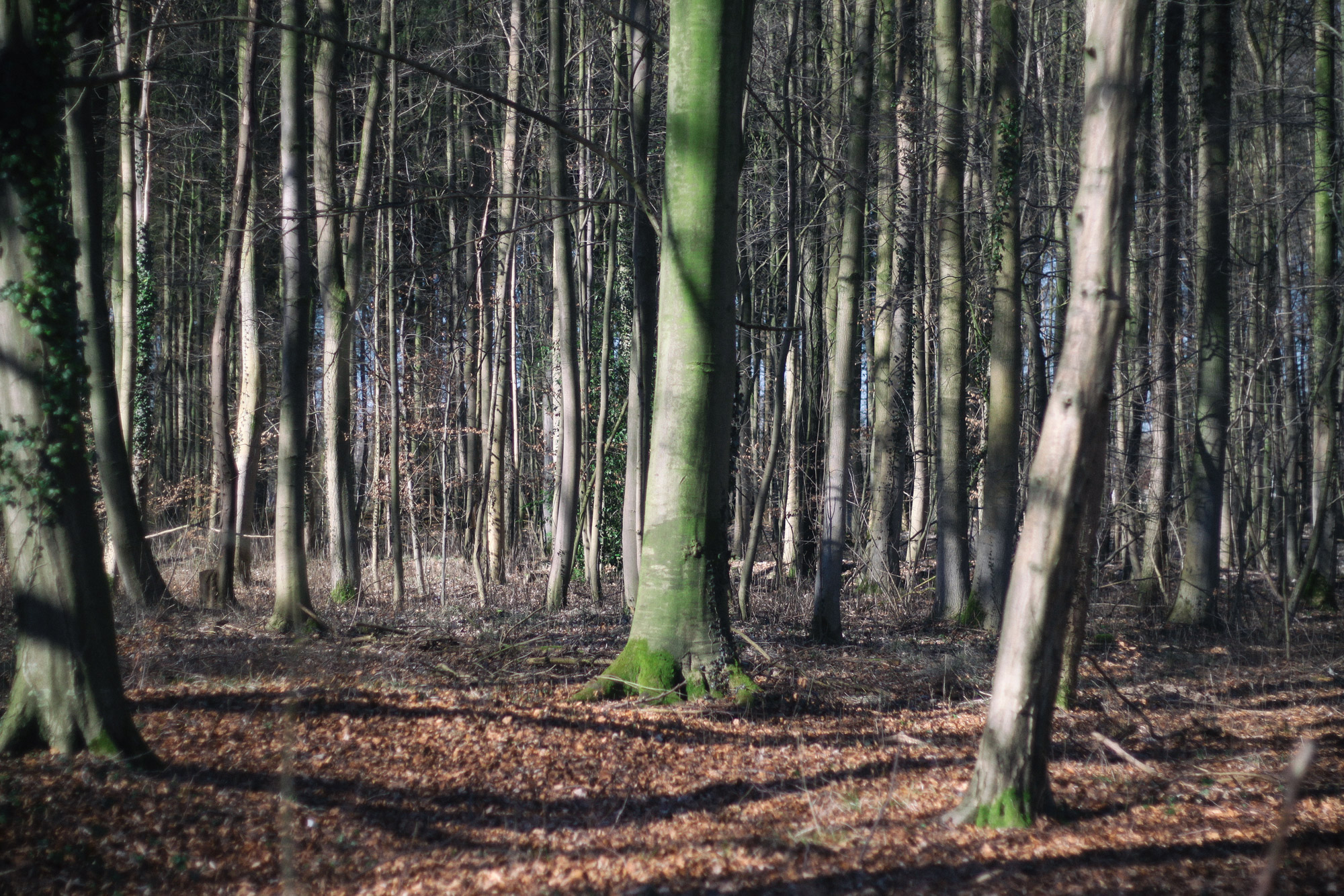 Forest Tree Trunks