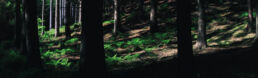 Wald Panorama