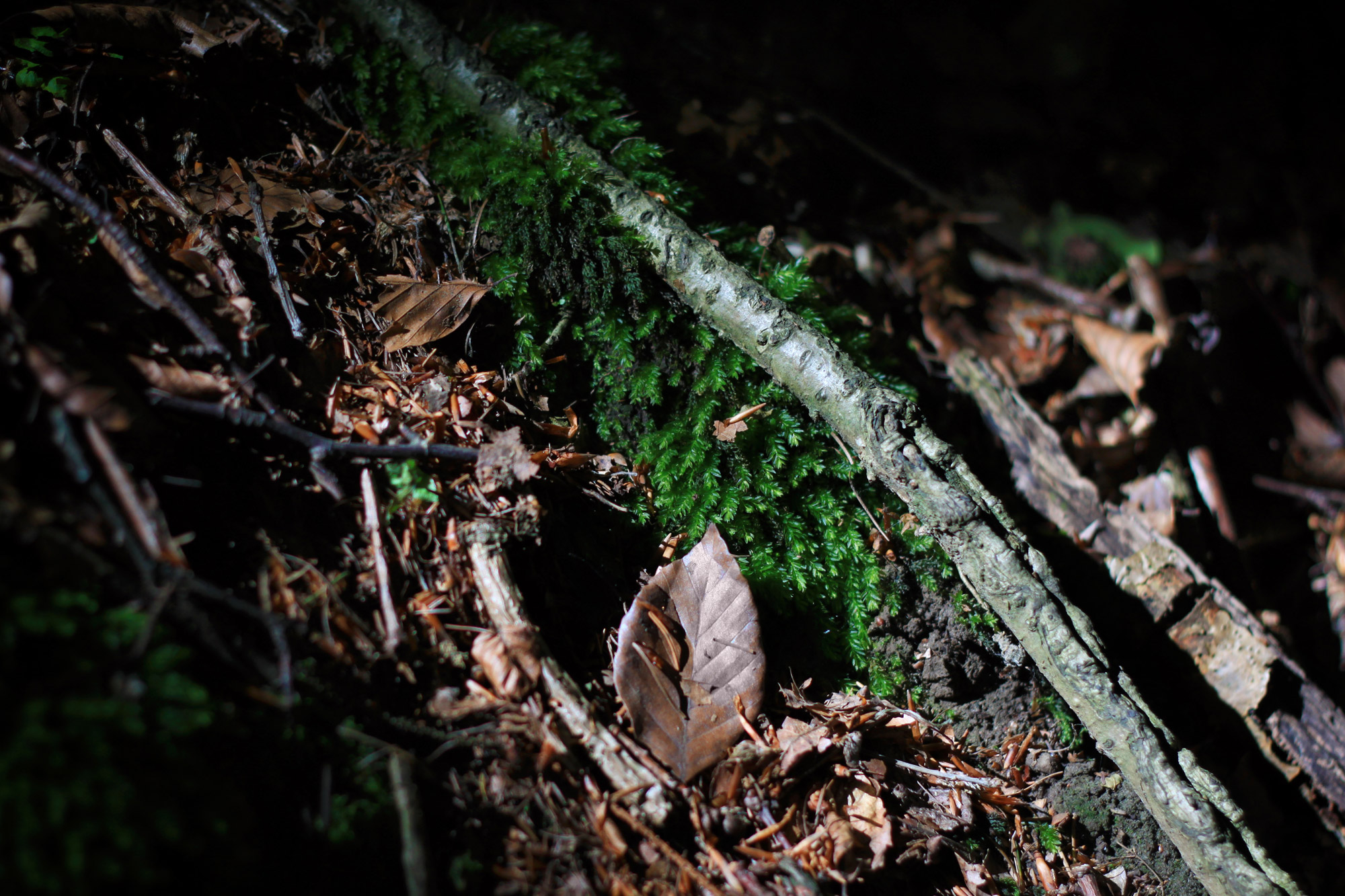 Forest Floor