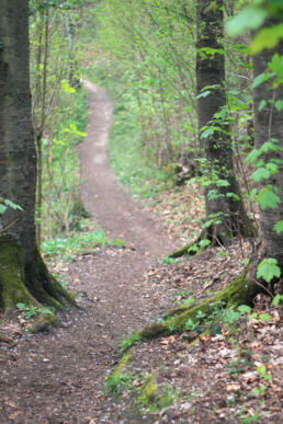 Waldweg Wanderweg