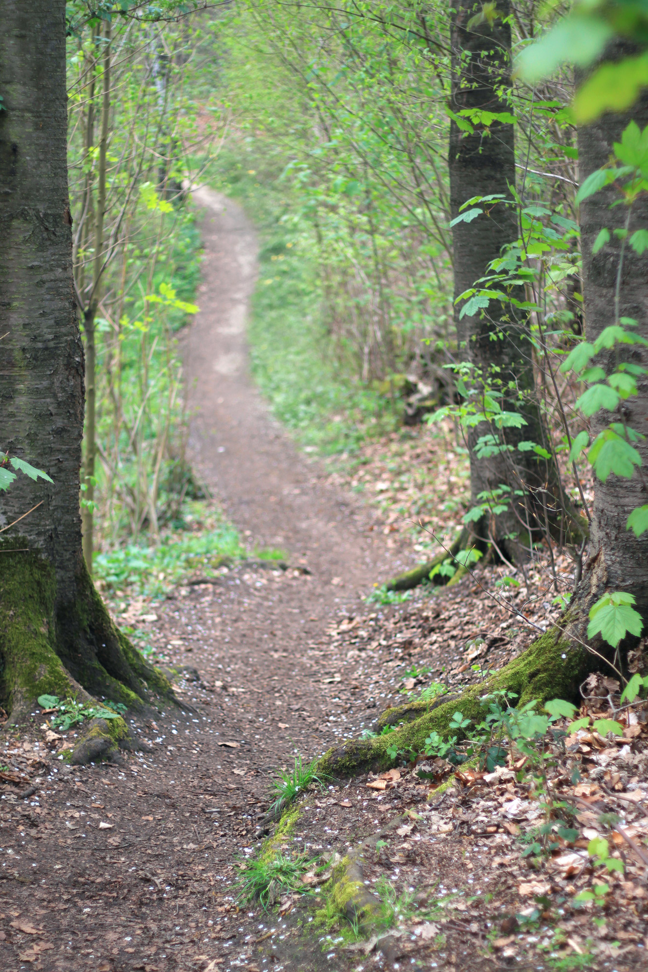 Forest Track Hiking Trail