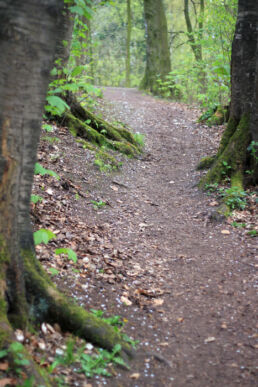 Wanderweg Waldweg