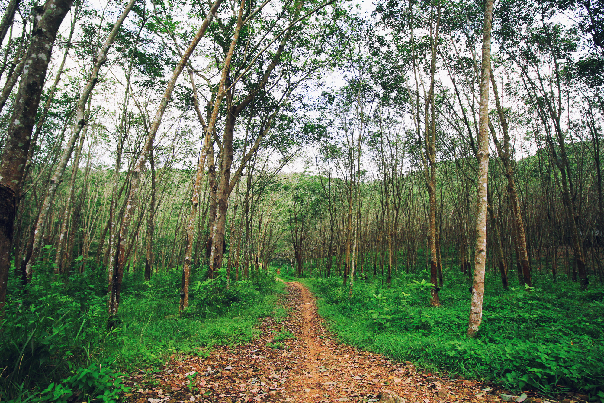Path Trees