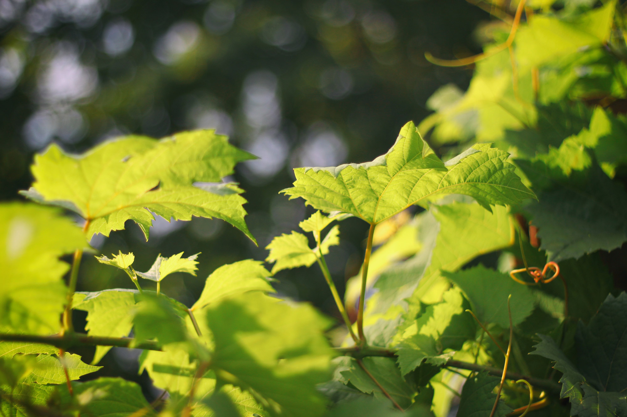 Grape Vine Leaves