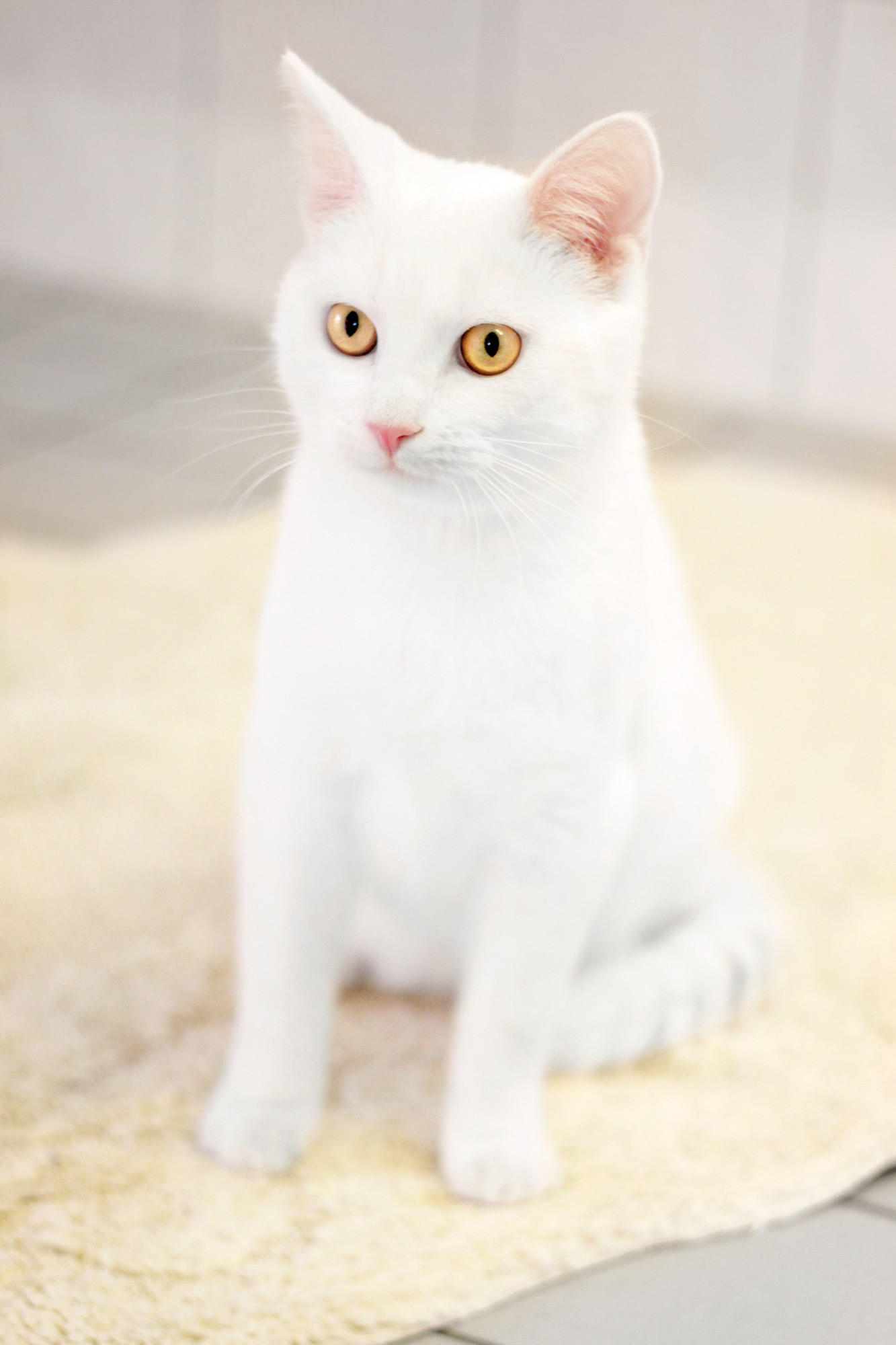 white cat