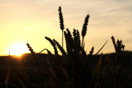 Weizenfeld Sonnenuntergang