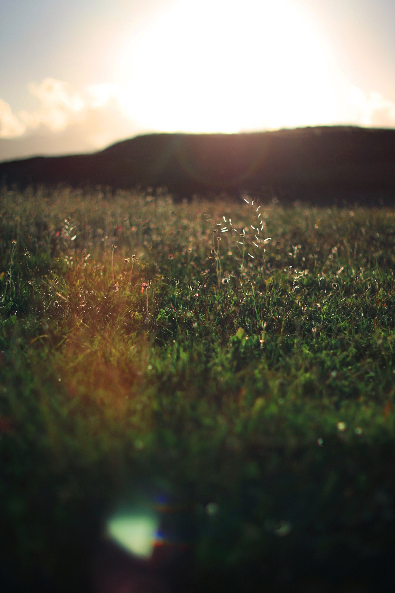 Meadow Sunset