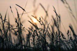 Wiesengräser Sonnenuntergang