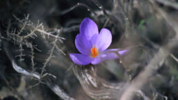 Natur