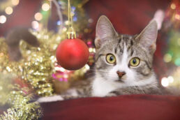 Weihnachten Katze