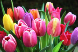 Bunte Tulpen