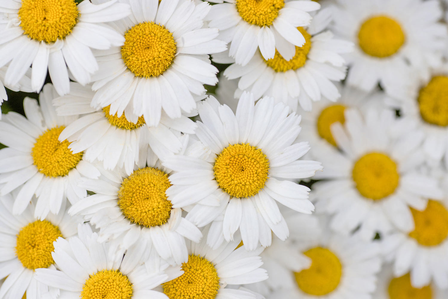 Margeriten Blüten