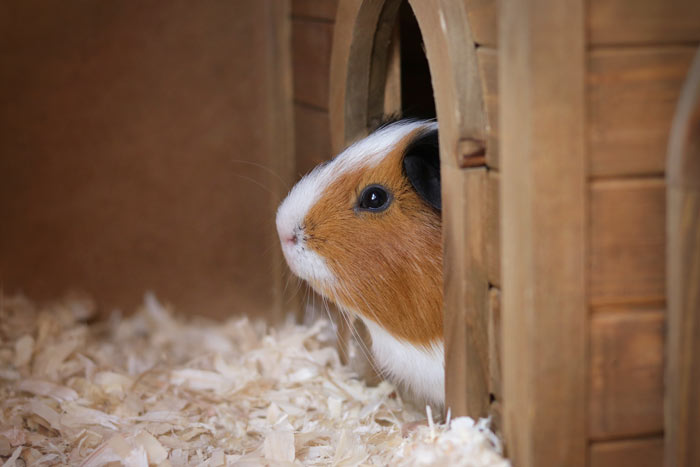 View of Guinea Pig House - Free Images Download | Titania Foto