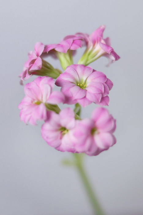 Blumenbilder Blumen Kostenlose Bilder Herunterladen Titania Foto