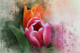 Tulpen Aquarell