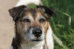 Jack Russell Terrier Senior