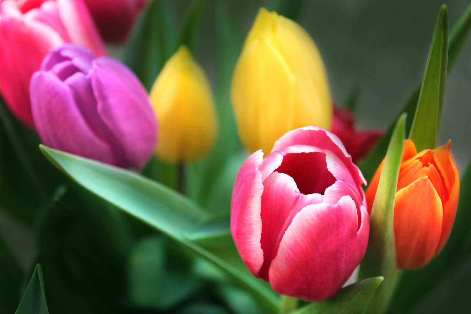 Tulpen Blumen