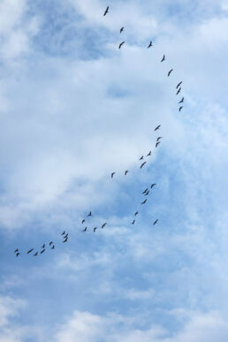 Vogelschwarm Himmel