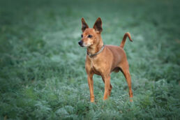 Brauner Pinscher