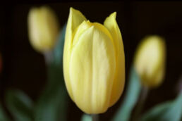 Gelbe Tulpen