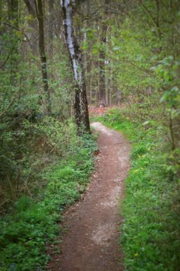 Kleiner Waldweg
