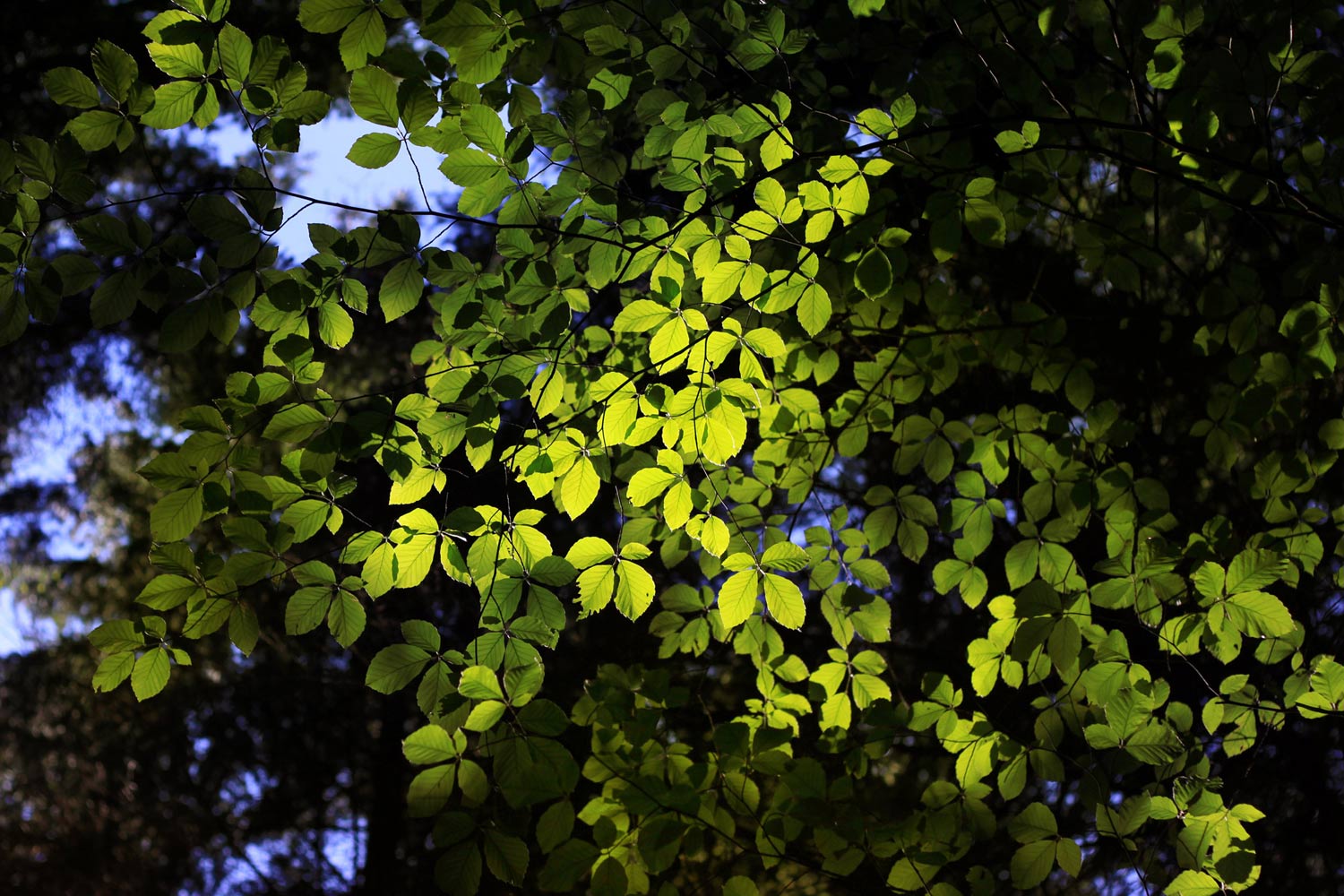 Licht Blätter