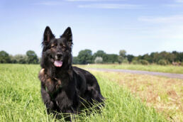 Schäferhund Wiese