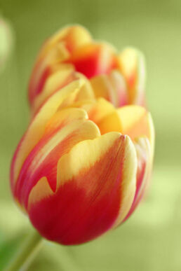 Tulpen Zweifarbig