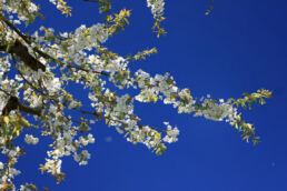 Kirschblüten Frühling