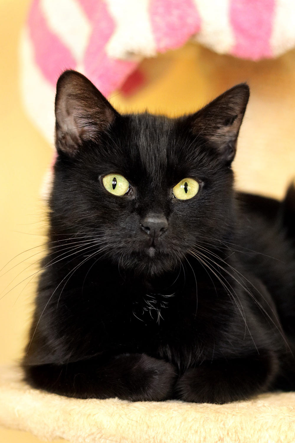 Schwarze Katze