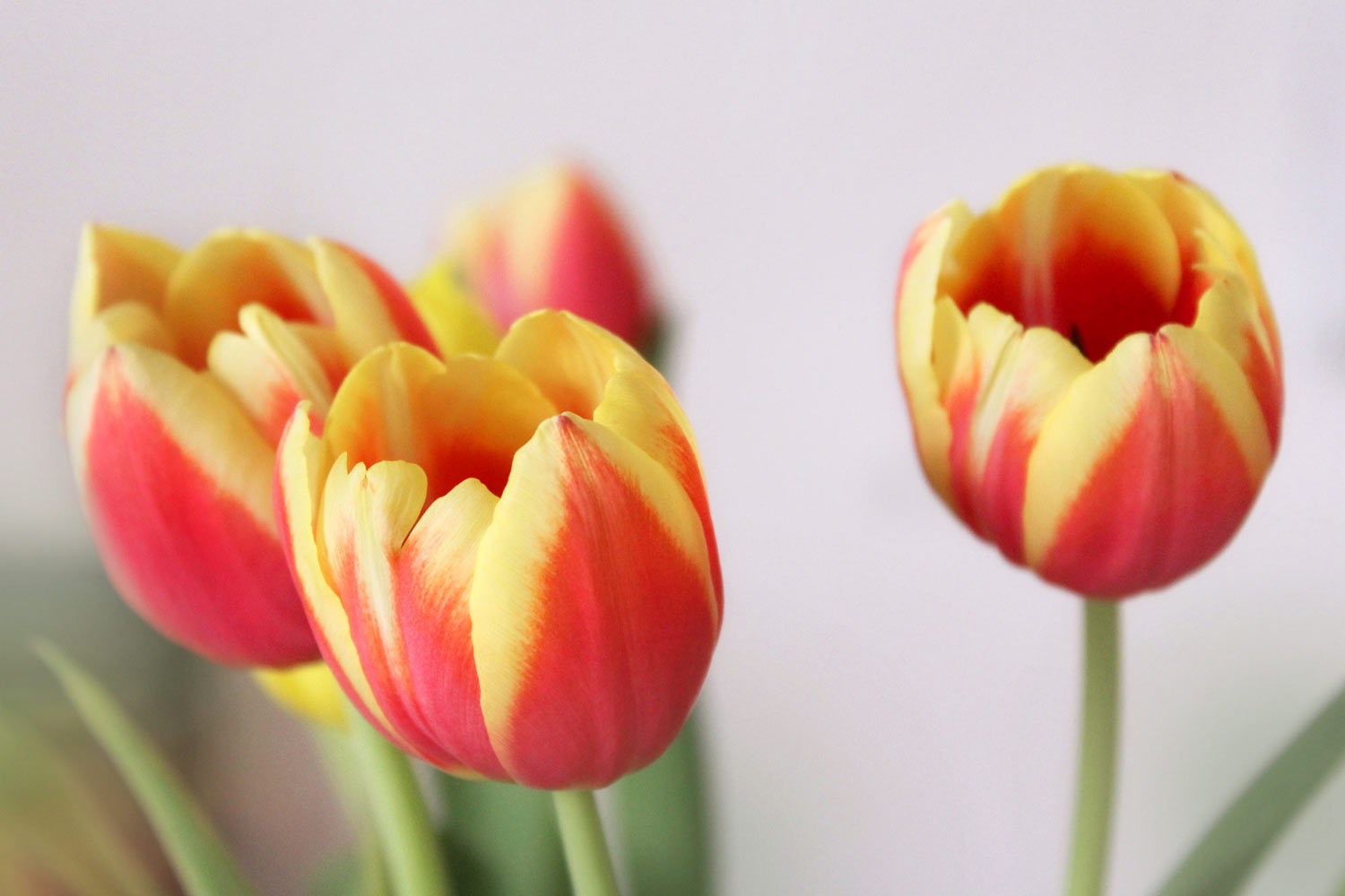 Tulpen Rot Gelb