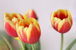 Tulpen Rot Gelb