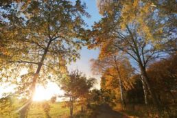 Herbst Bäume Weg