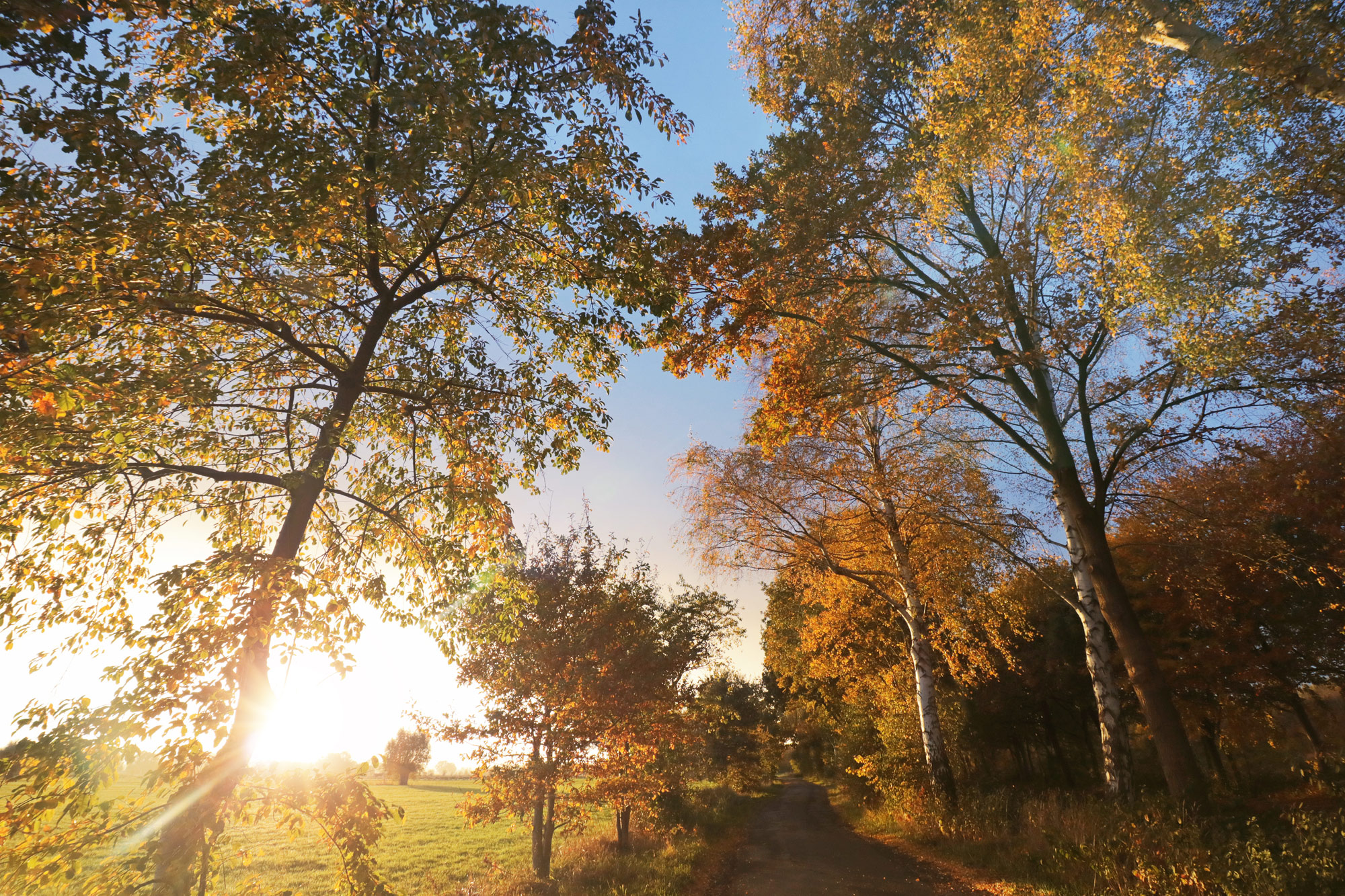 Herbst Bäume Weg