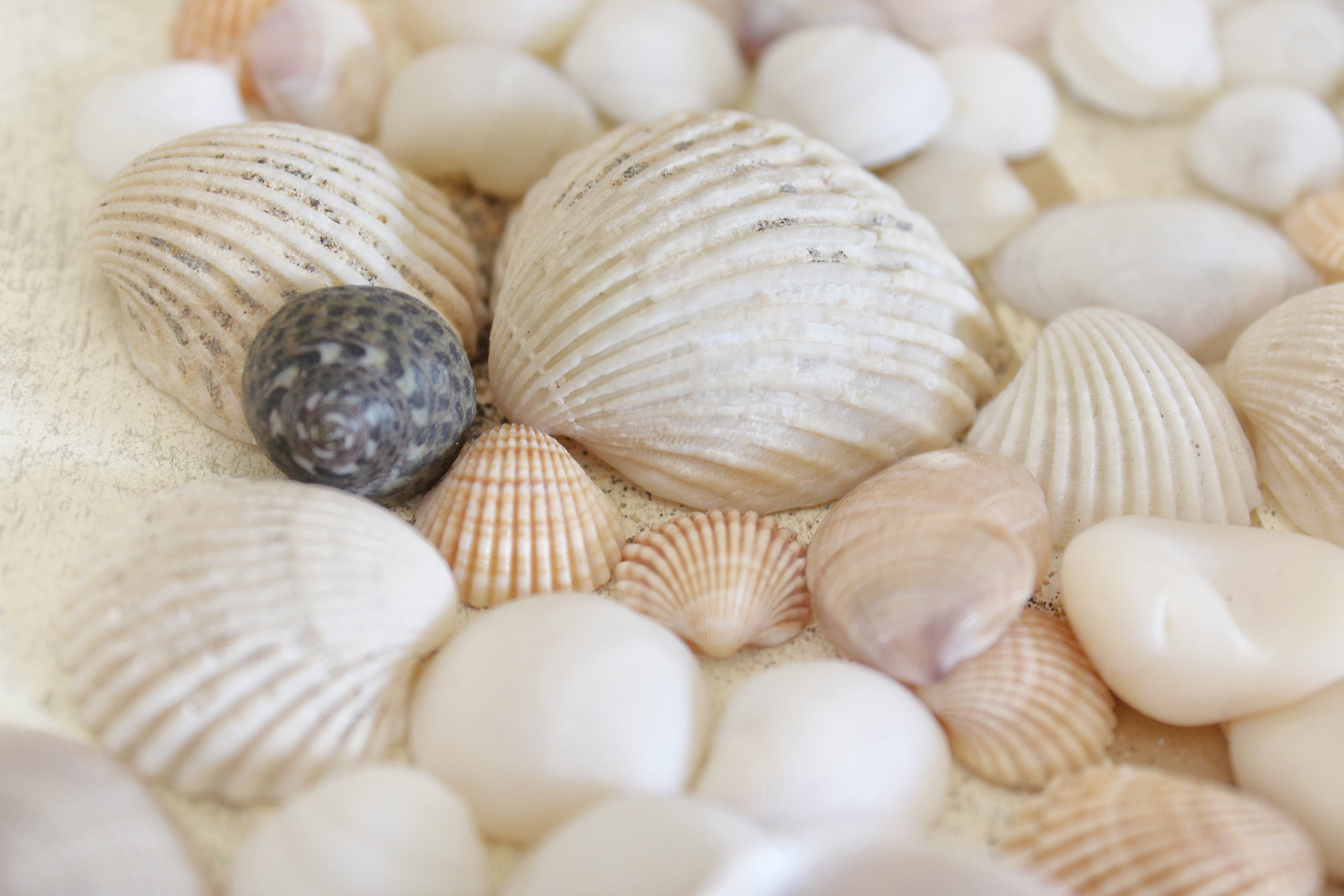 Muscheln