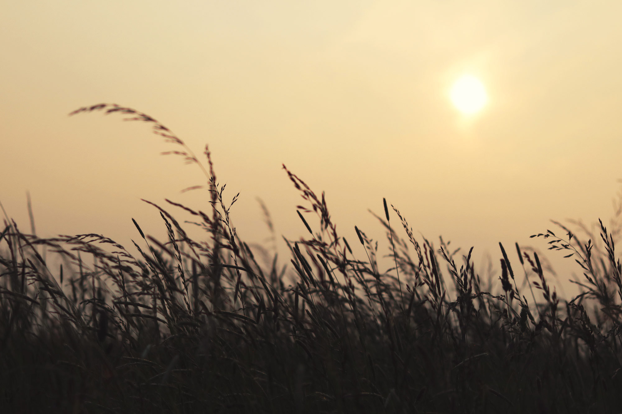 Abendsonne Wiese