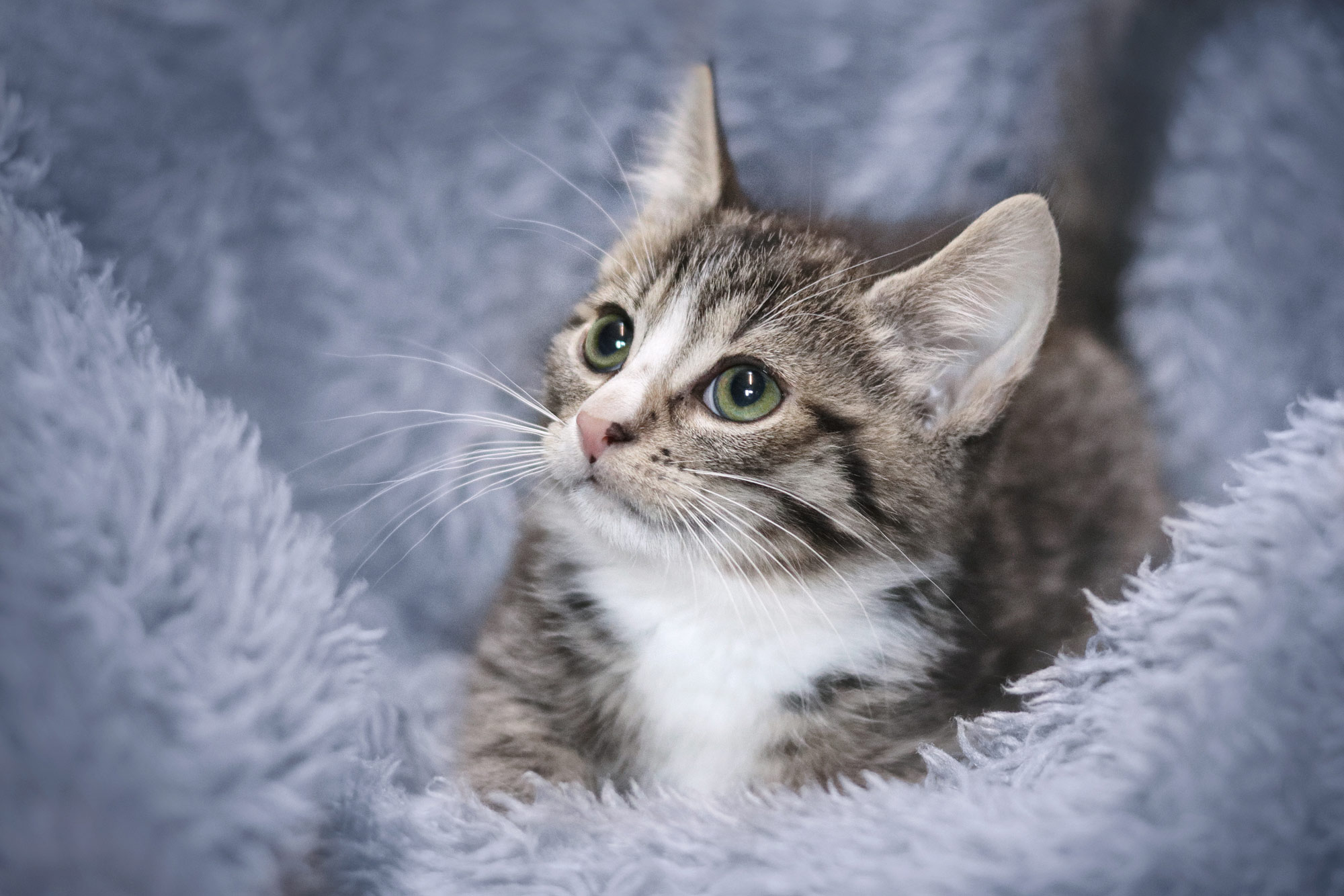 Babykatze Kitten