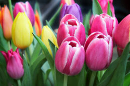 Frühlingsblumen Tulpen