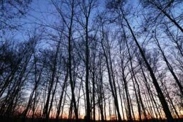Kahle Bäume Sonnenuntergang
