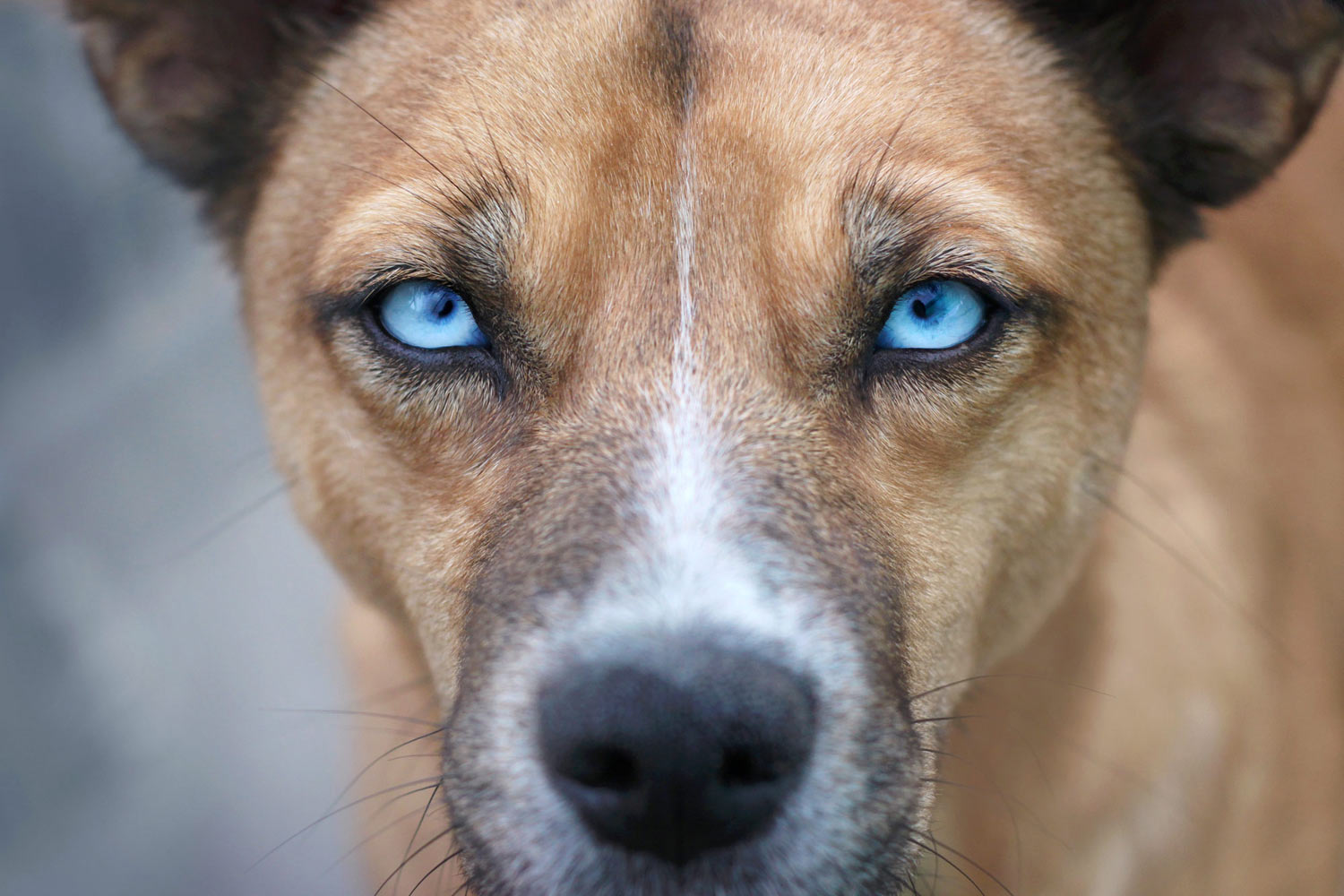 Hund blaue Augen