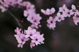 Japanische Kirschblüten