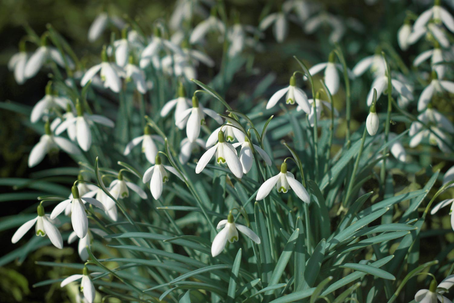 Schneeglöckchen Blüten