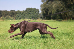 Hund Zieht An Der Leine